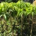 蜜丁香荔枝嫁接美植袋，黑杯苗美植袋大苗