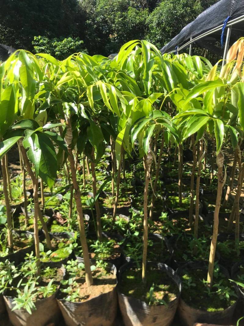 蜜丁香荔枝嫁接美植袋，黑杯苗美植袋大苗