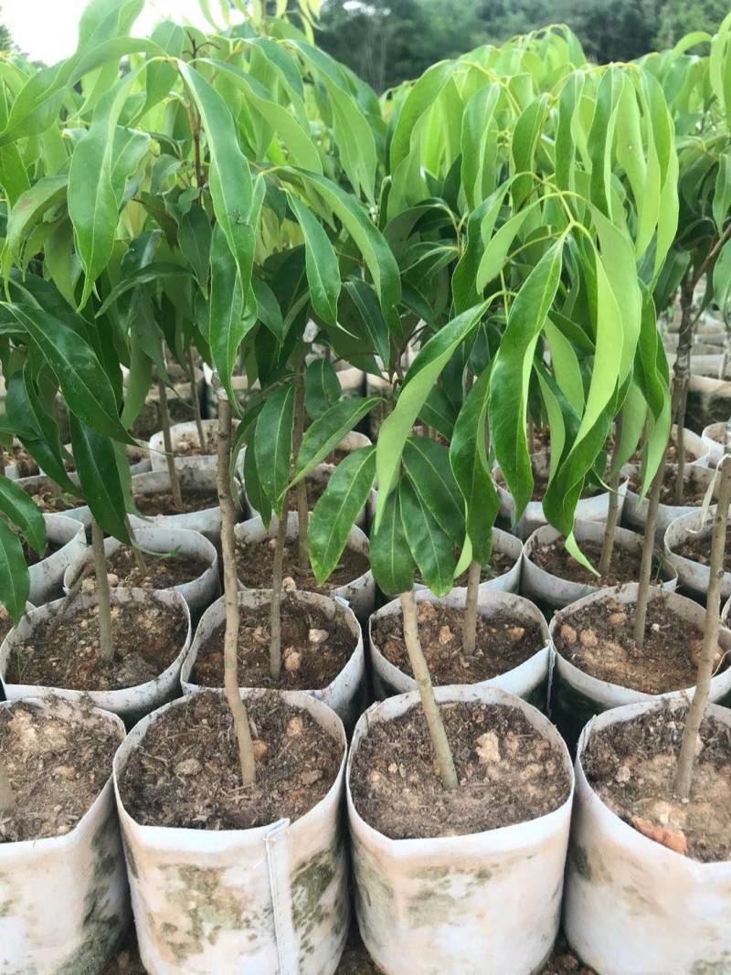 蜜丁香荔枝嫁接美植袋，黑杯苗美植袋大苗