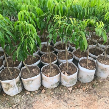 蜜丁香荔枝嫁接美植袋，黑杯苗美植袋大苗