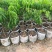 蜜丁香荔枝嫁接美植袋，黑杯苗美植袋大苗