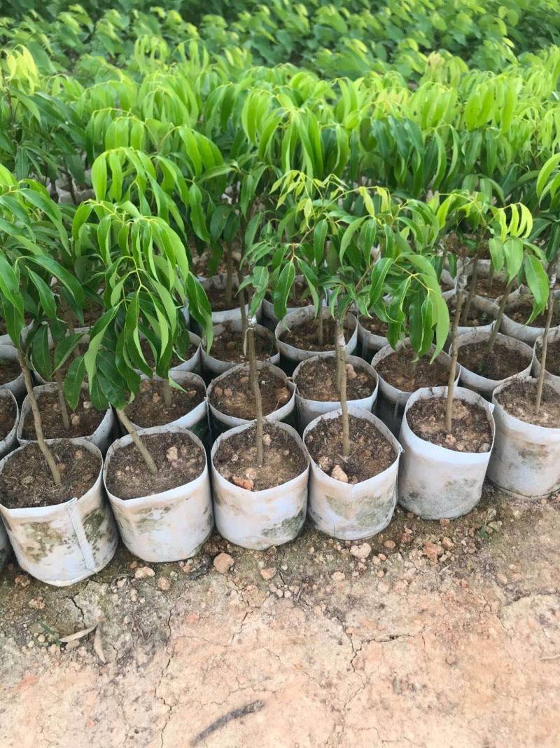 蜜丁香荔枝嫁接美植袋，黑杯苗美植袋大苗