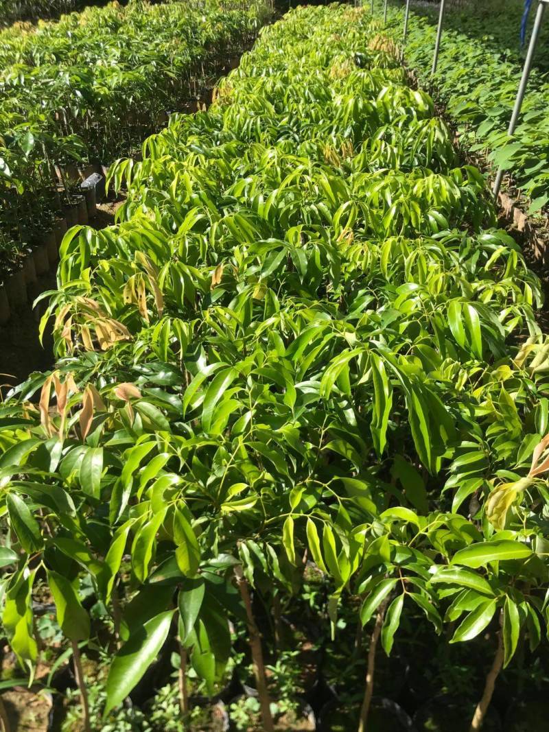 蜜丁香荔枝嫁接美植袋，黑杯苗美植袋大苗