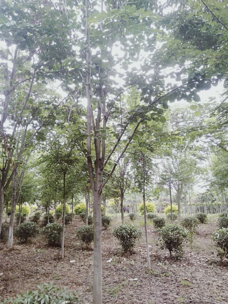 紫荆巨紫荆丛生紫荆南阳紫荆园林绿化，基地直销。