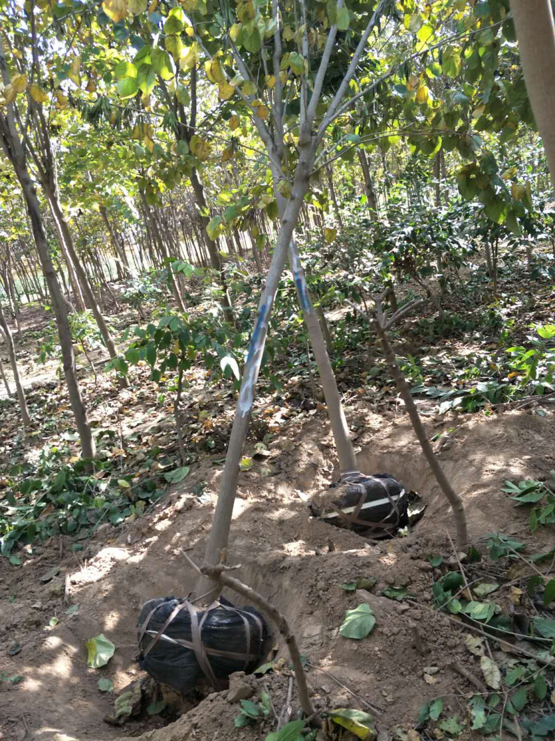 紫荆巨紫荆丛生紫荆南阳紫荆园林绿化，基地直销。