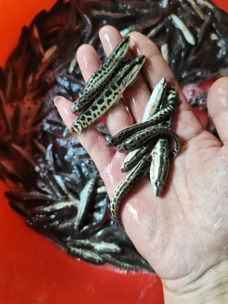 场地直销直发，杂交黑鱼苗，花鱼苗，吃料生猛，一品种苗，。