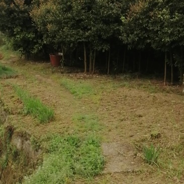 纯粮食林下散养生态土鸡