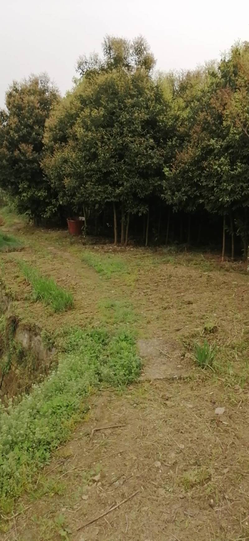 纯粮食林下散养生态土鸡