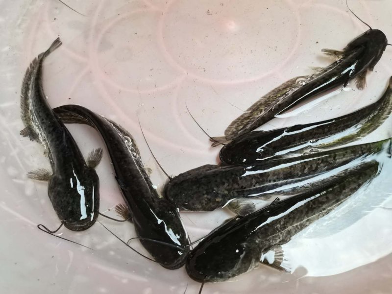 场地供应，苏丹大口鲶，良种大口鲶，头批苗，靓苗，快大品种