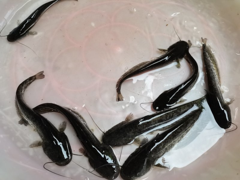 场地供应，苏丹大口鲶，良种大口鲶，头批苗，靓苗，快大品种