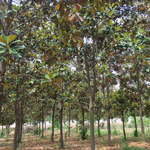 广玉兰荷花玉兰园林绿化，常年供应。