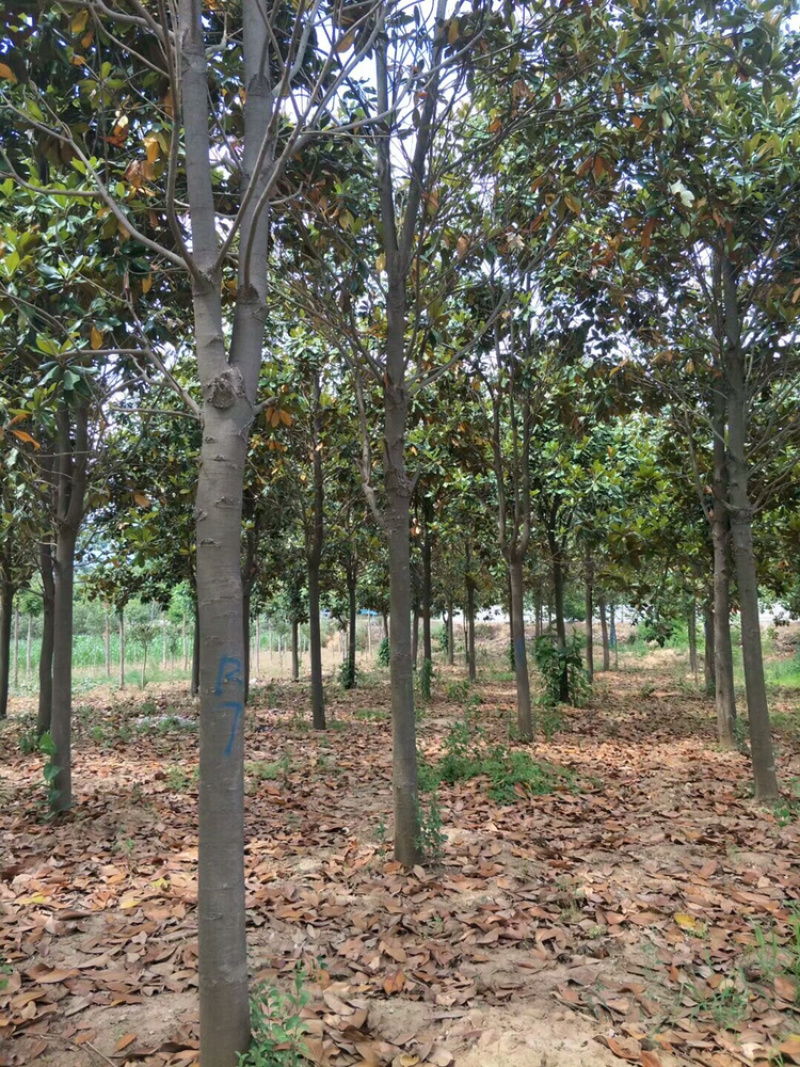 广玉兰荷花玉兰园林绿化，常年供应。