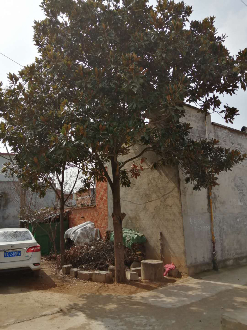 广玉兰荷花玉兰园林绿化，常年供应。