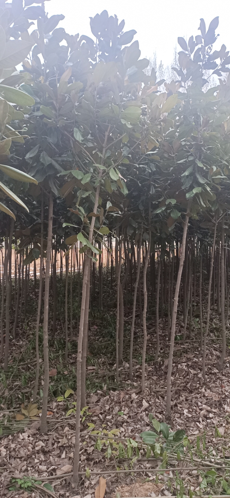 广玉兰荷花玉兰园林绿化，常年供应。
