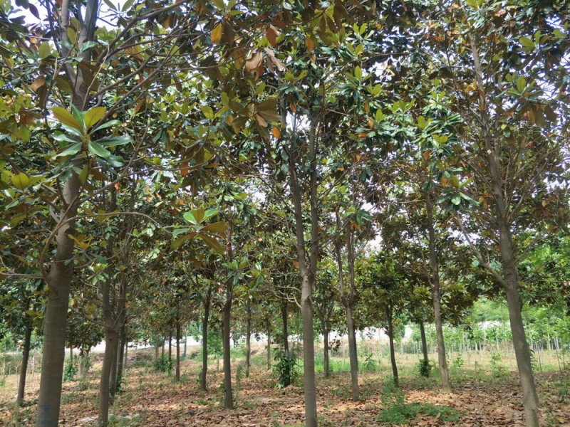 广玉兰荷花玉兰园林绿化，常年供应。