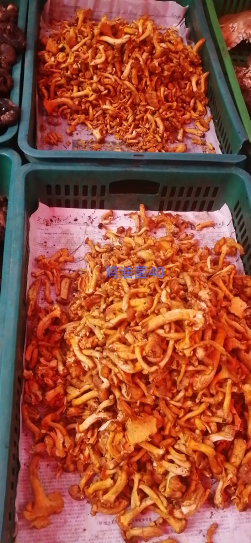 高原野生菌，物美价廉