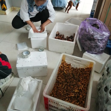 高原野生菌，物美价廉