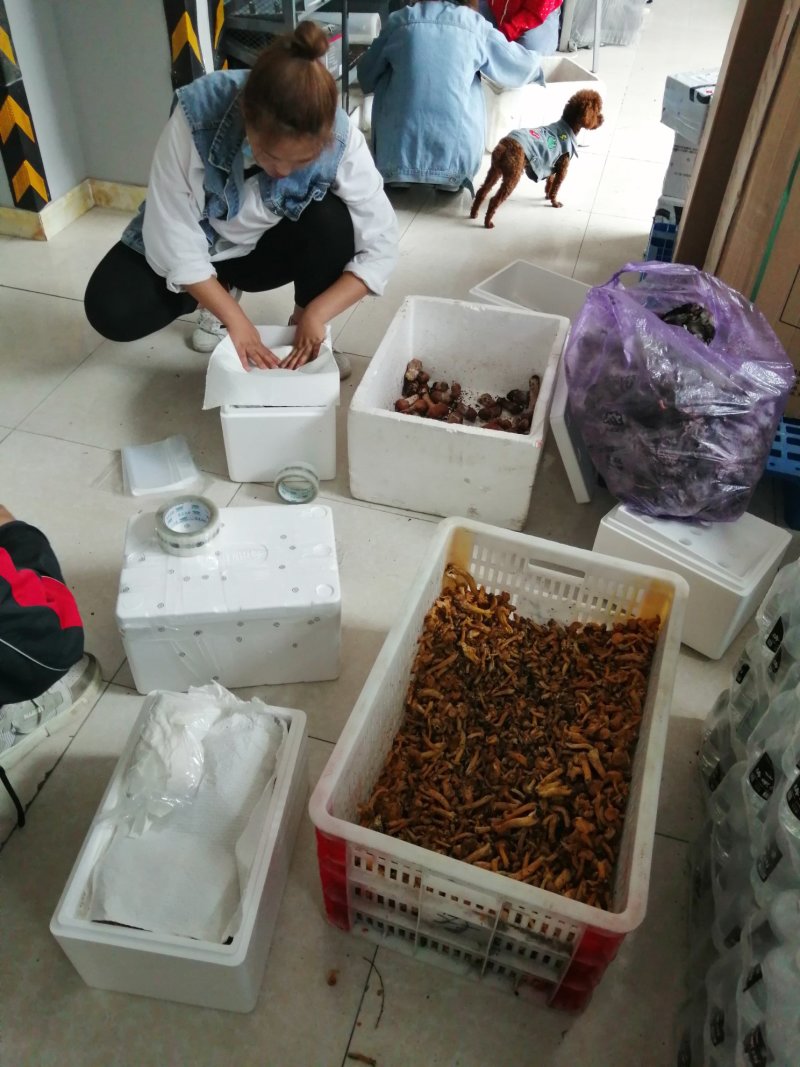 高原野生菌，物美价廉