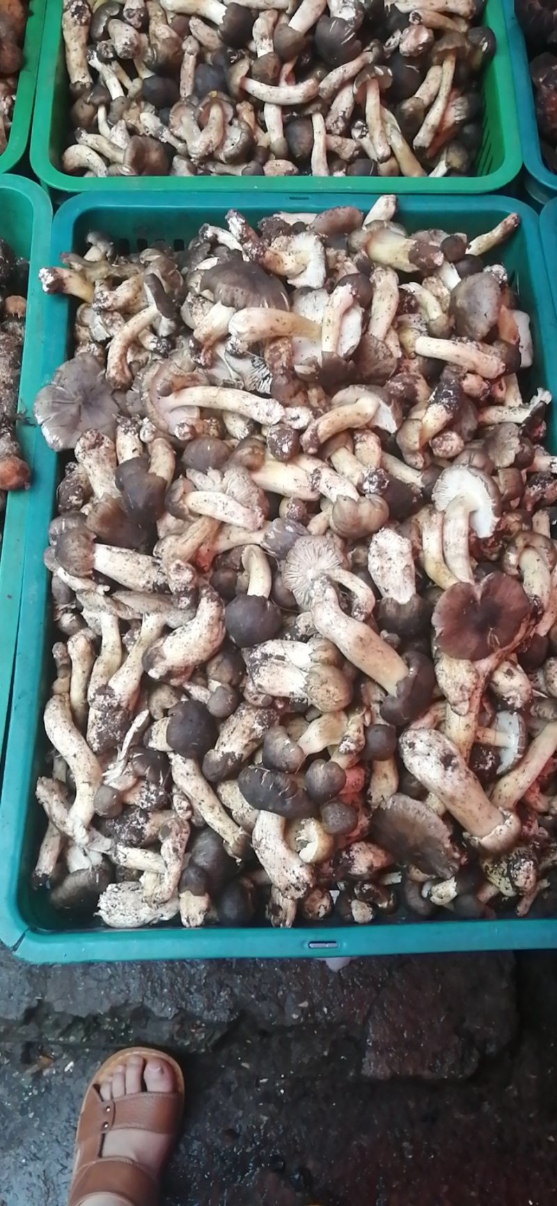 高原野生菌，物美价廉