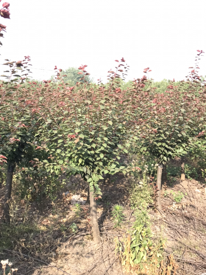 美人梅/嫁接美人梅，8公分美人梅，10公分美人梅
