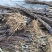玉兰树红玉兰黄玉兰白玉兰紫玉兰。