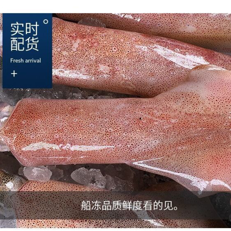 海兔子鲜冻笔管鱼籽乌乌贼鱼新鲜速冻笔管鱼