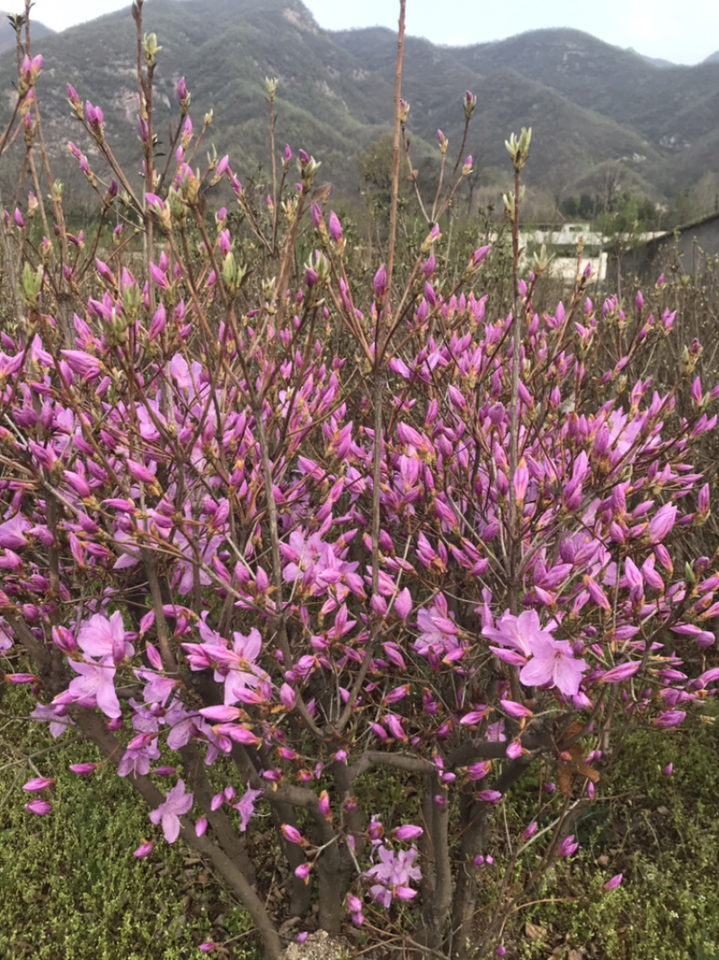杜鹃花映山红国旗红产地直销，量大从优