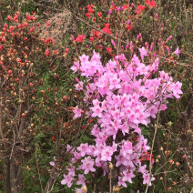 杜鹃花映山红国旗红产地直销，量大从优