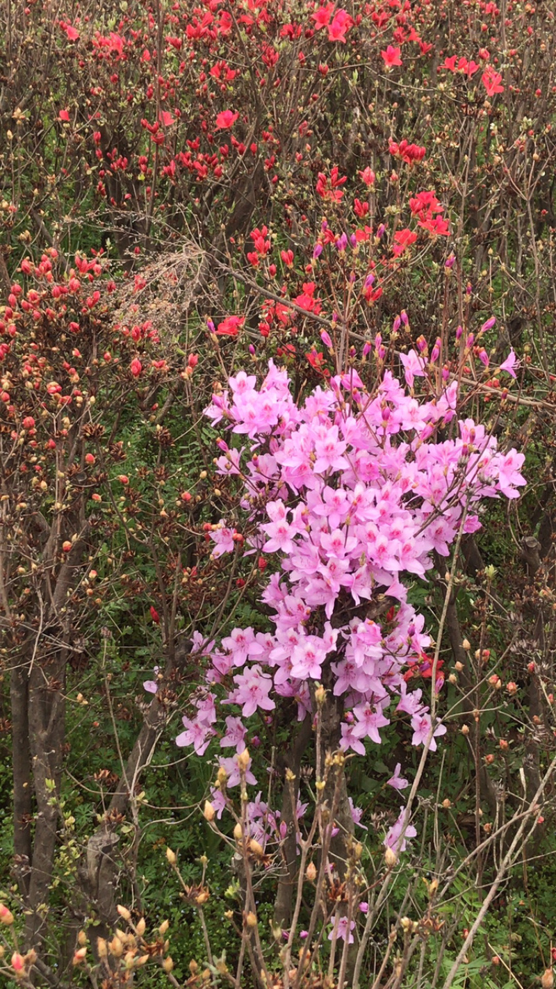 杜鹃花映山红国旗红产地直销，量大从优