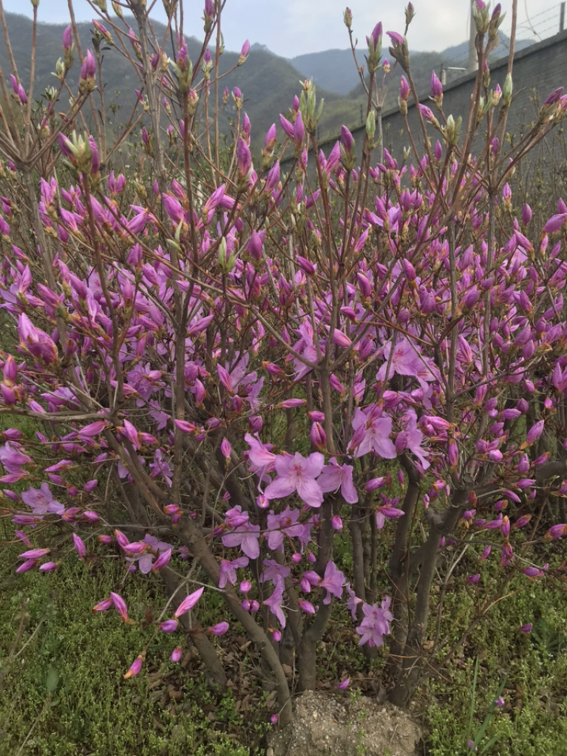 杜鹃花映山红国旗红产地直销，量大从优