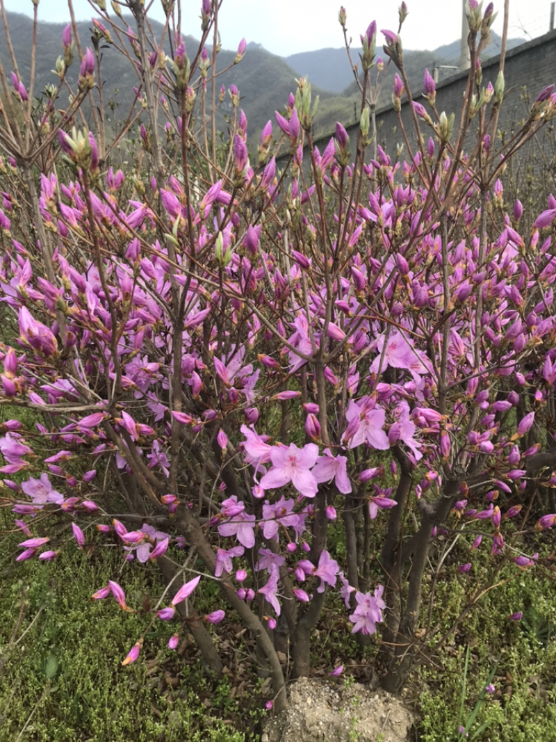 杜鹃花映山红国旗红产地直销，量大从优