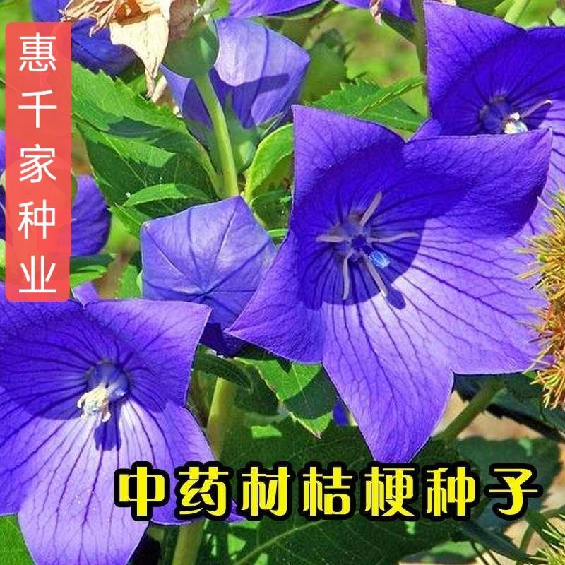 桔梗种子大花桔梗种子保健菜蔬菜野菜种子中药桔梗野花组合种