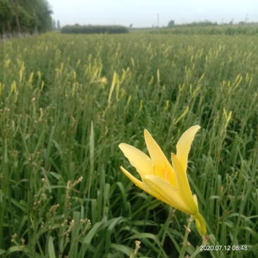 陕西汉中干直条黄花菜