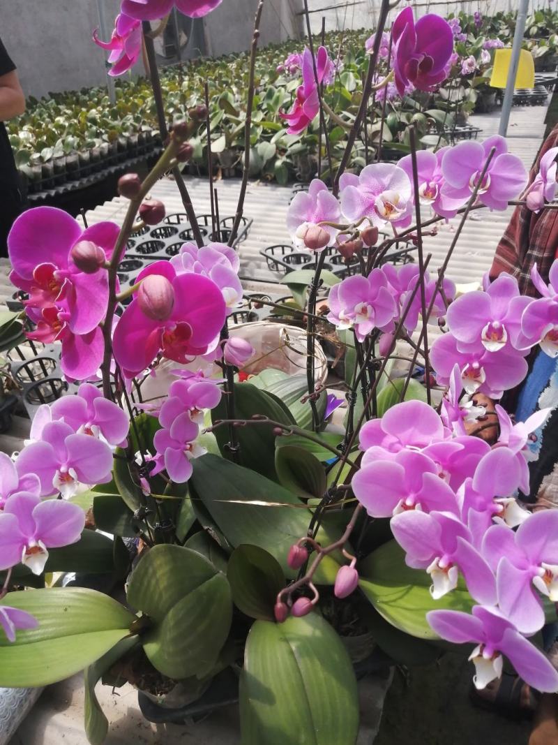 美女樱，各种草花苗木大量上市中，欢迎老板前来采购