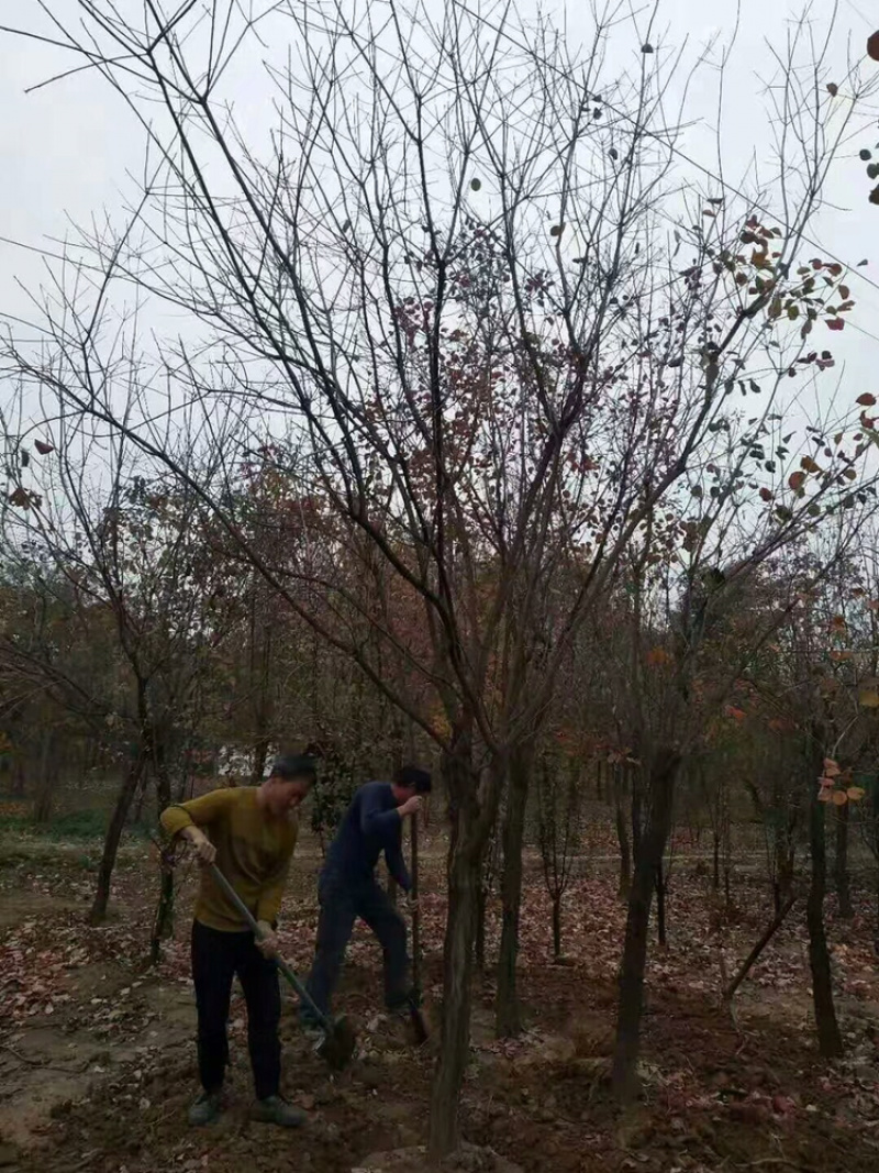 黄栌丛生黄栌黄栌小苗，常年销售，量大从优
