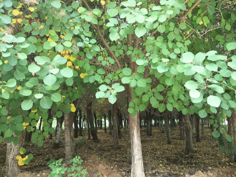 黄栌丛生黄栌黄栌小苗，常年销售，量大从优