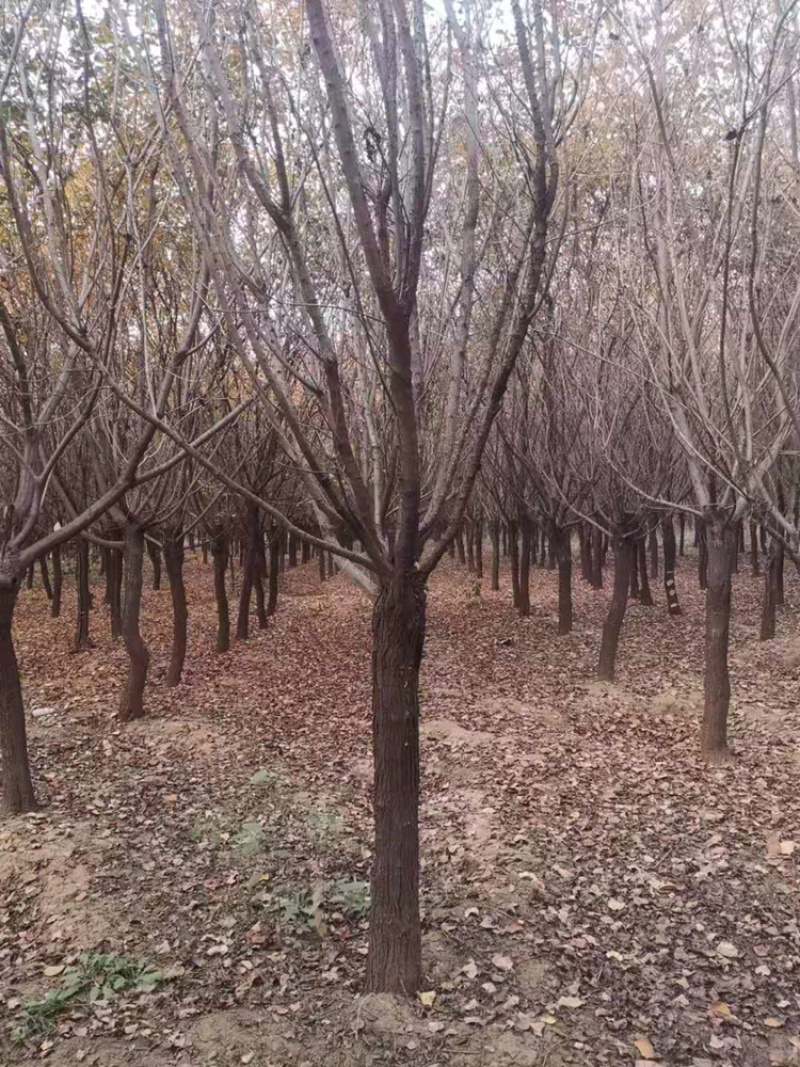 黄栌丛生黄栌黄栌小苗，常年销售，量大从优