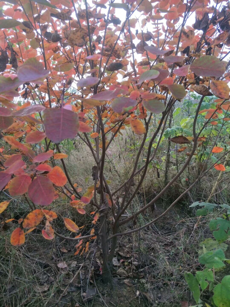 黄栌丛生黄栌黄栌小苗，常年销售，量大从优