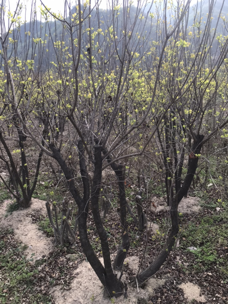 黄栌丛生黄栌黄栌小苗，常年销售，量大从优