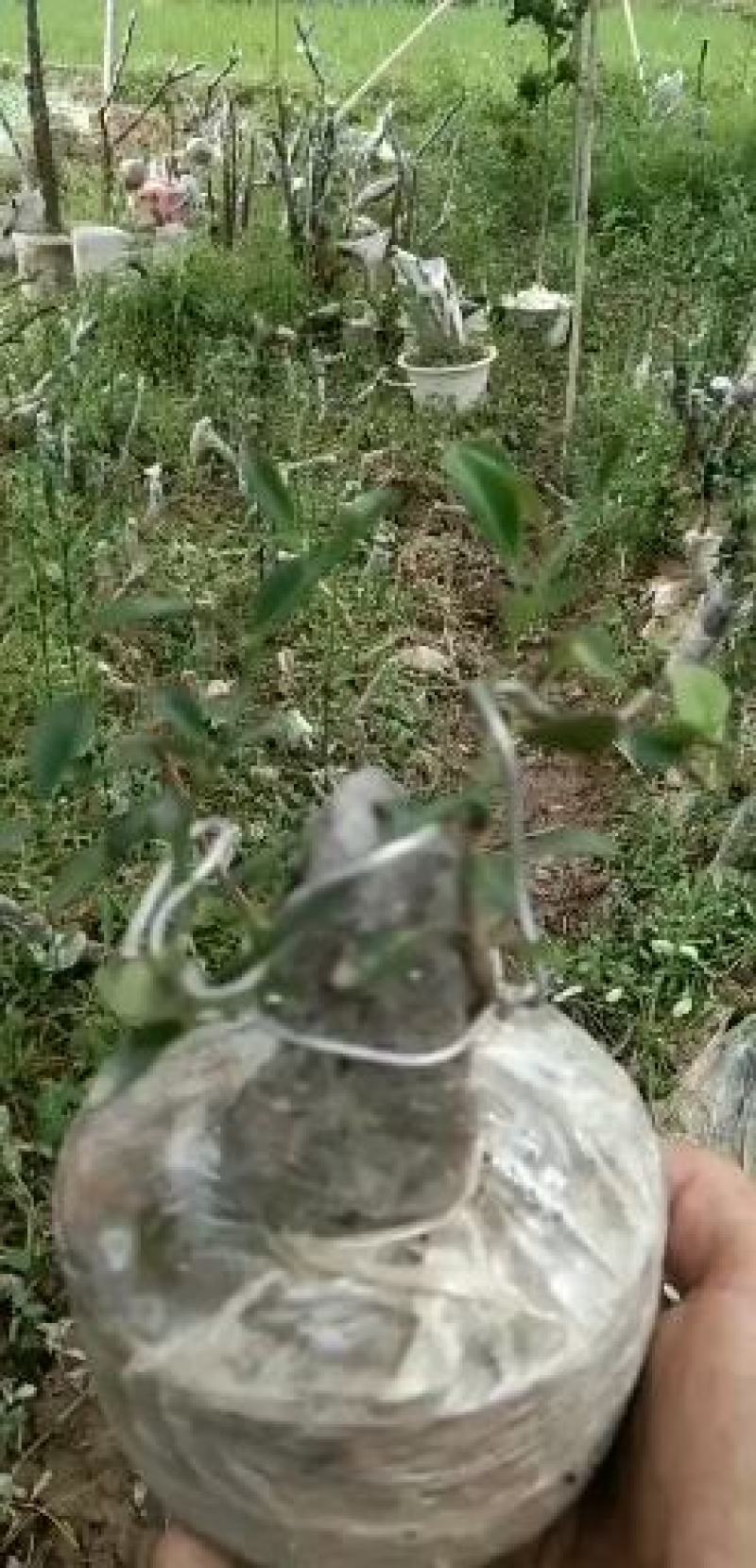 金豆熟桩一年两年三年，，，，，，，，，，，，，，，，，，
