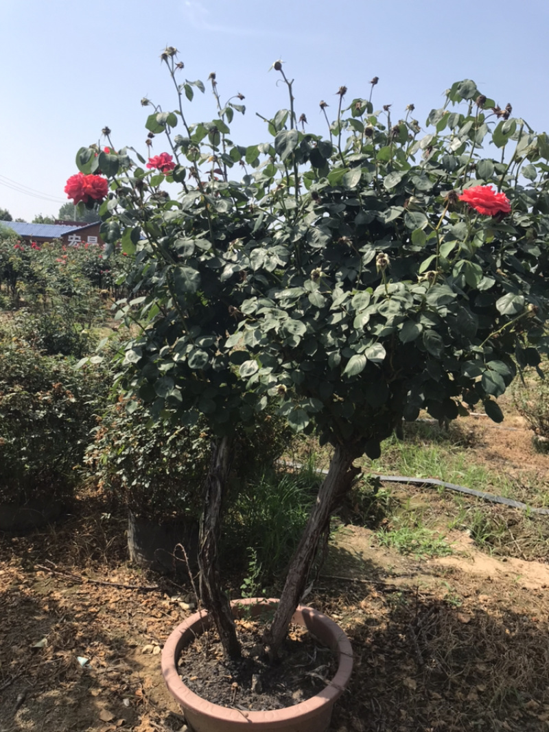 月季丛生月季盆景月季造型月季，月季树状