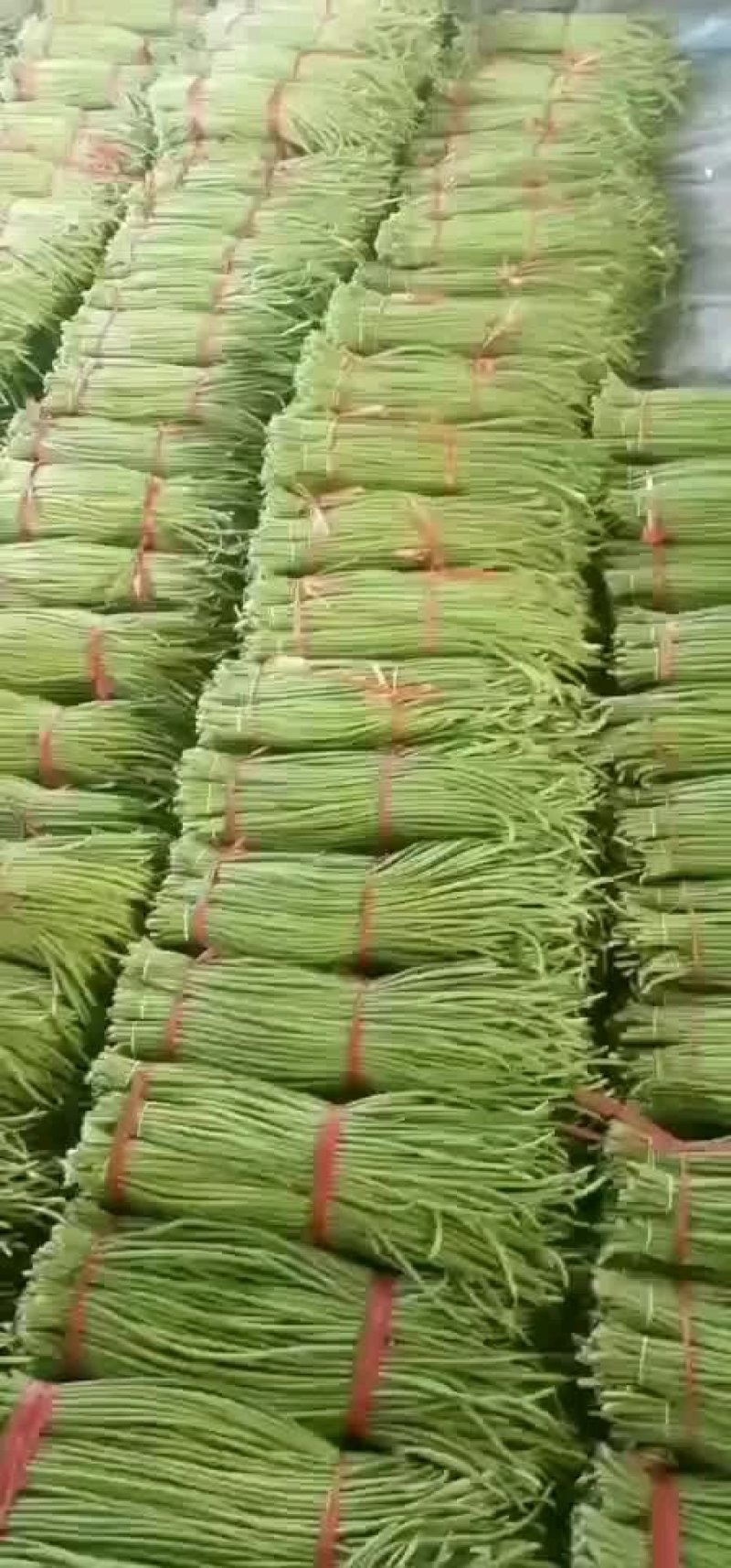 精选鲜嫩豆角大量供货价格公道