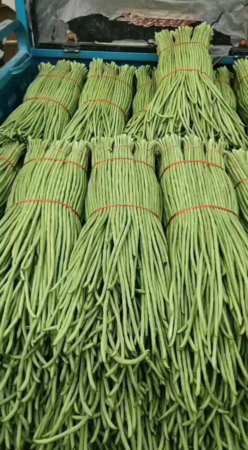精选鲜嫩豆角大量供货价格公道