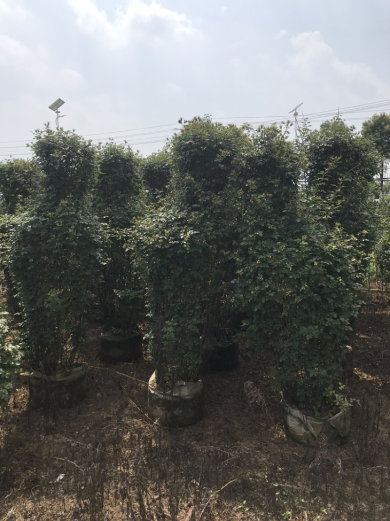 月季丛生月季盆景月季造型月季，月季树状