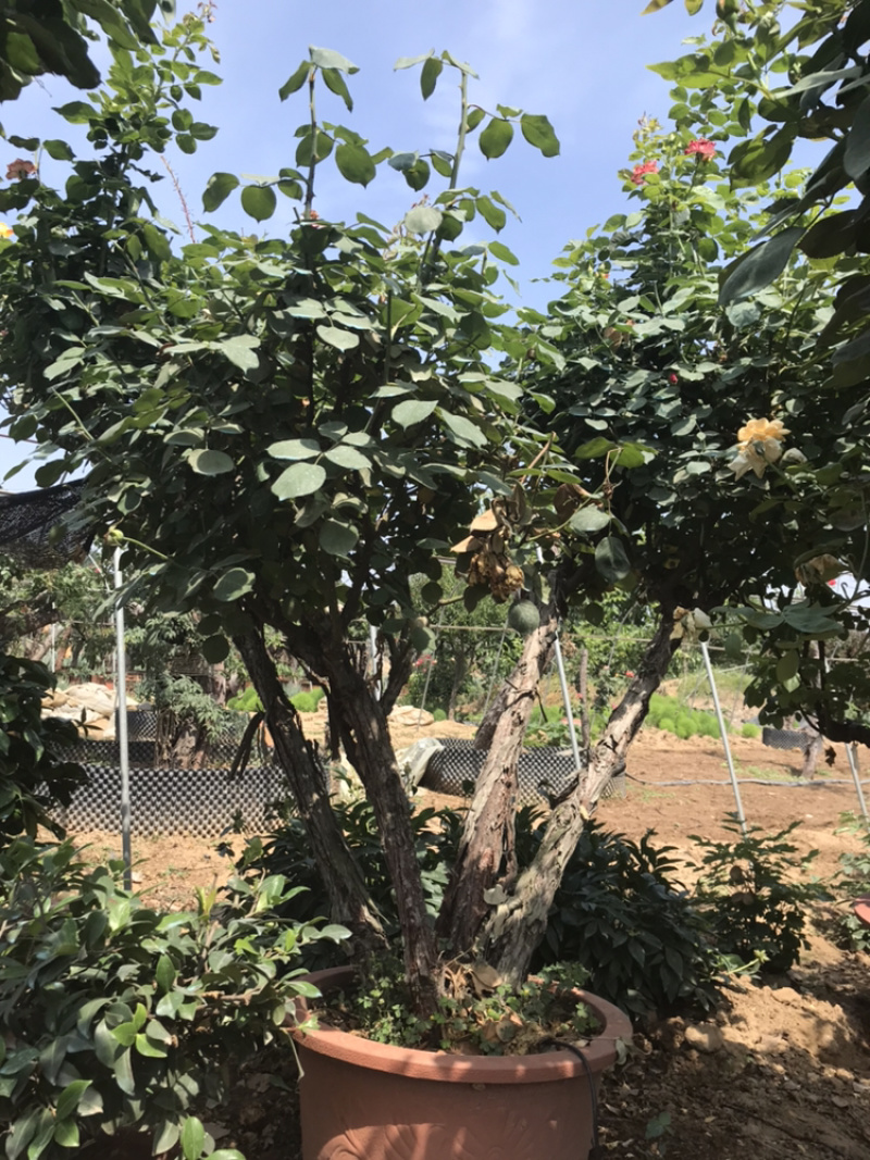 月季丛生月季盆景月季造型月季，月季树状