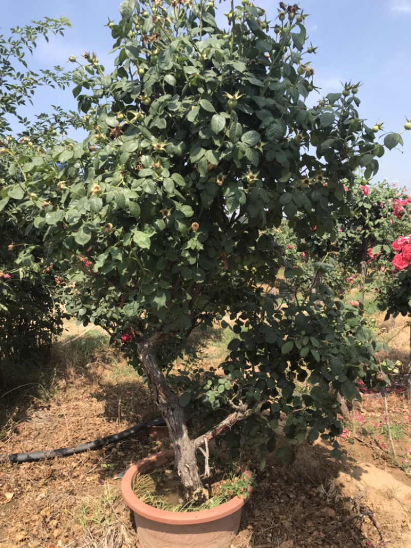 月季丛生月季盆景月季造型月季，月季树状