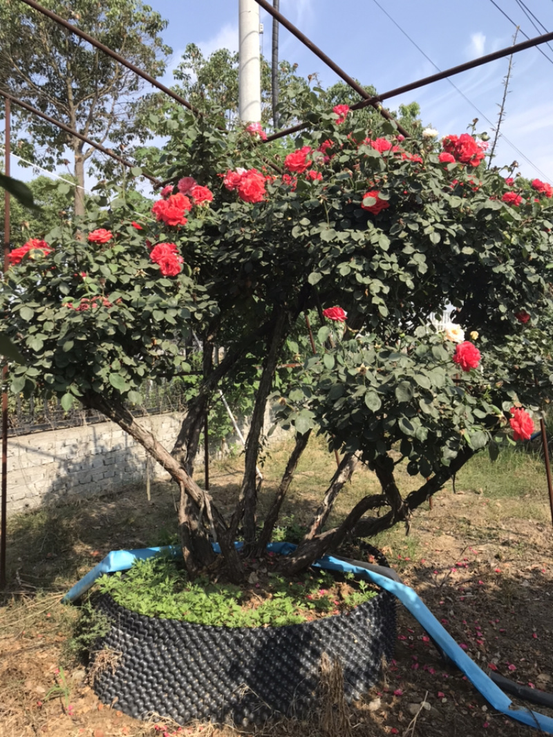 月季丛生月季盆景月季造型月季，月季树状