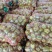 【精品】山西精品大圆椒鲜采现发货源充足对接全国走货