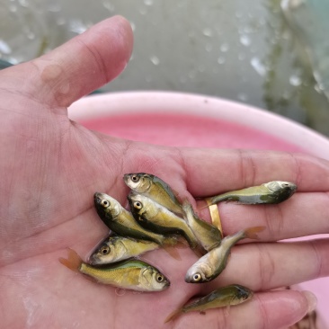 一手货源长期供应，新品，靓，裸鲤王，禾花鲤苗