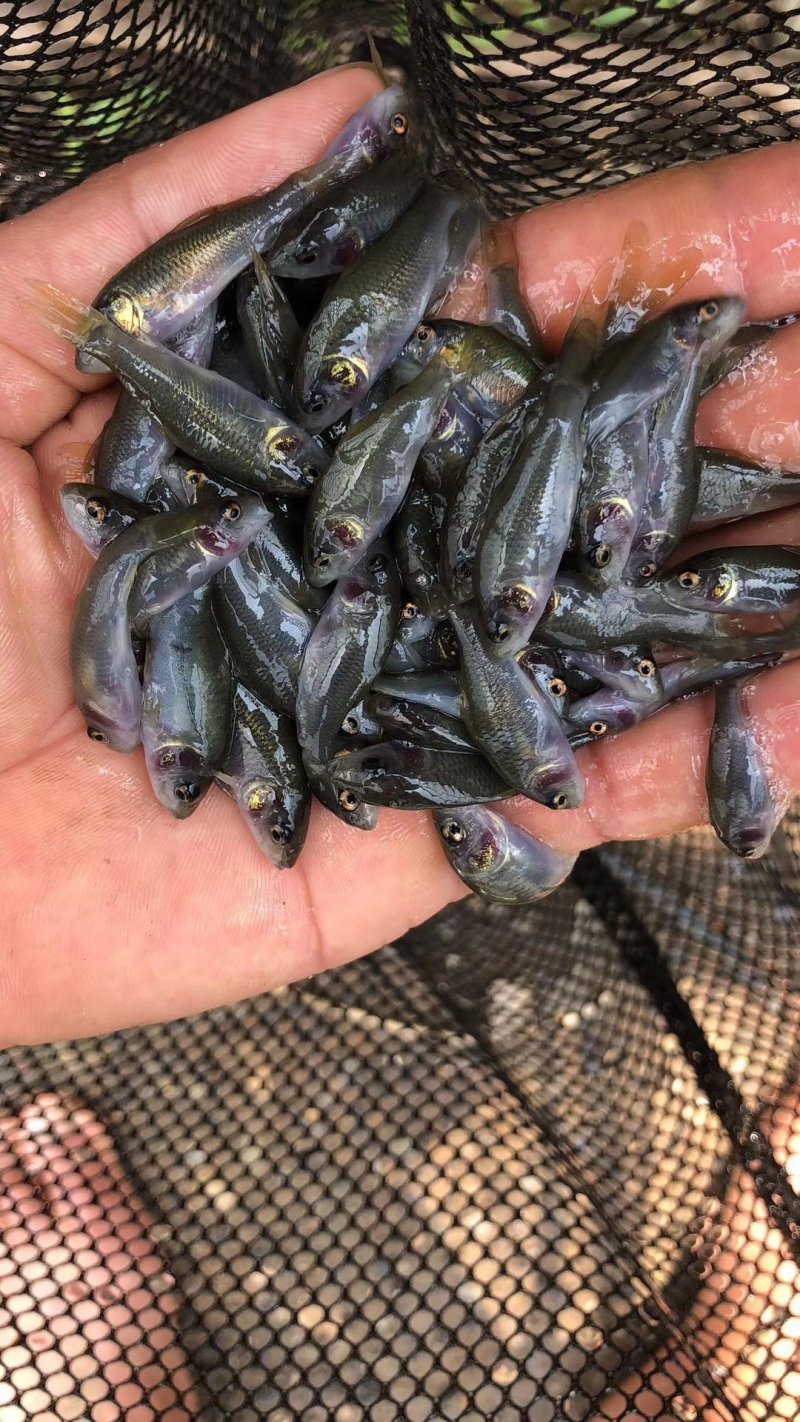 一手货源长期供应，新品，靓，裸鲤王，禾花鲤苗